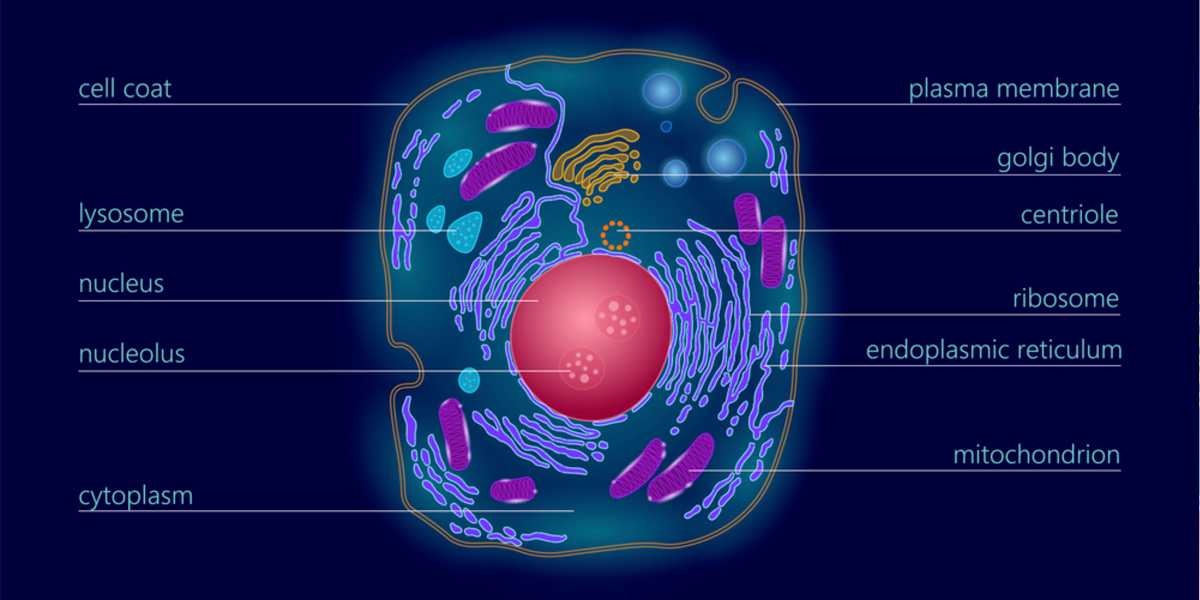 The Laser Co-Therapy Secret: How Exosomes cut your Post-Treatment Downtime in Half