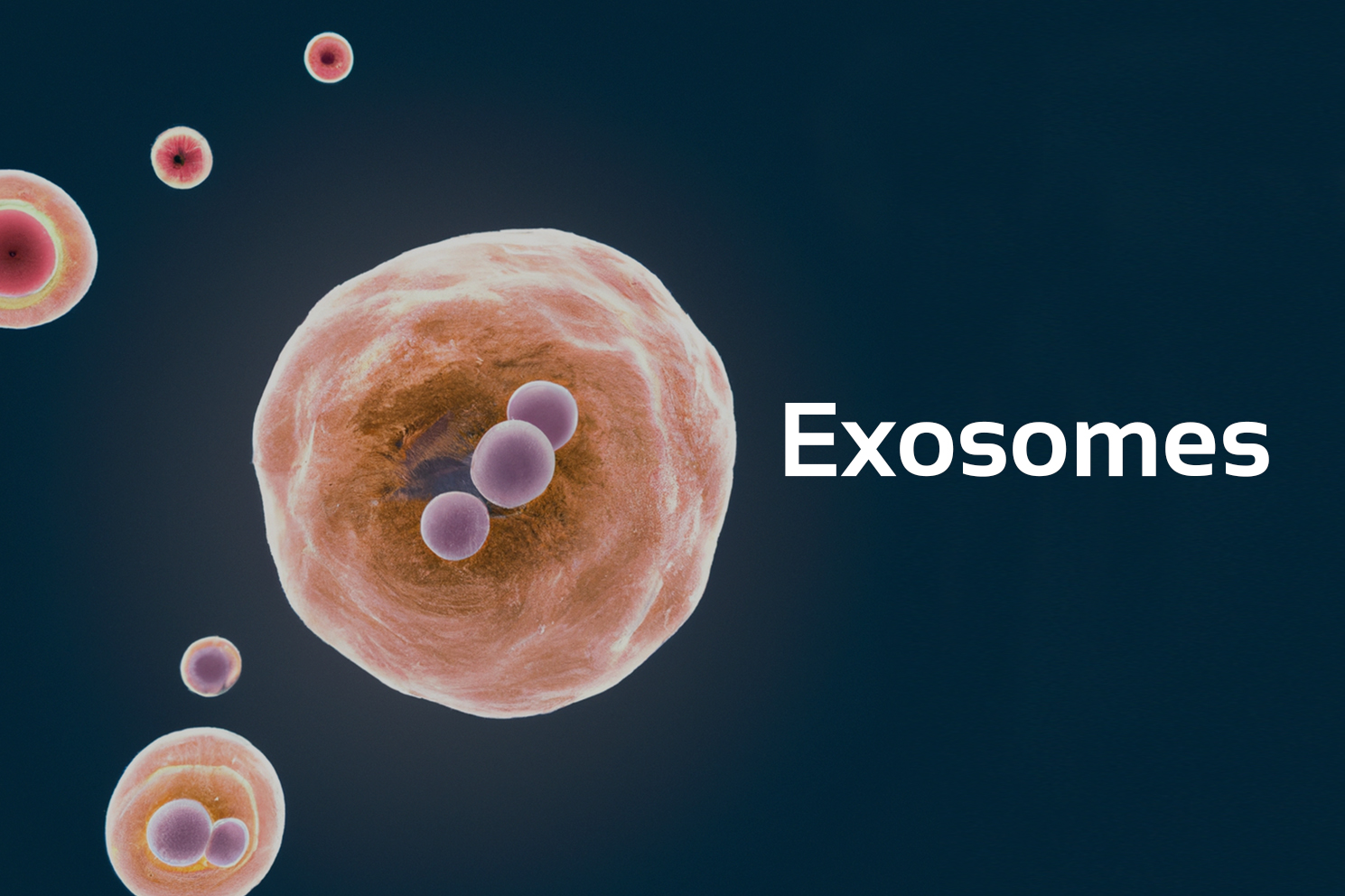 Cellular Reprogramming: How Exosomes and Paracrine Signaling Reset the Regenerative Clock in Aging Skin