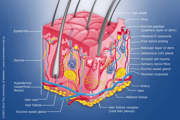 The Senolytic Shift: How Fisetin and Quercetin Clear ‘Zombie Cells’ to Re-Energize Dermal Tissue