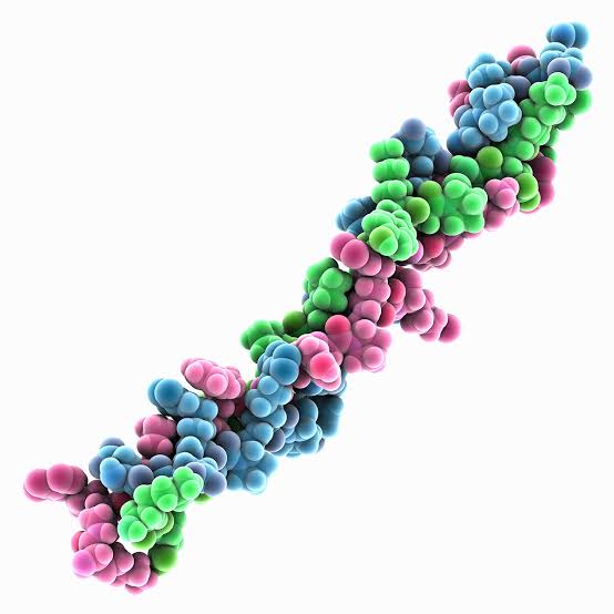 Re-Anchoring the Epidermis: How rhCollagen Restores the Dermal-Epidermal Junction