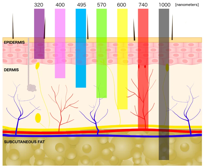 Screening Out Pigment: How Luitein and Ectoin Shield Skin from Digital Blue Light