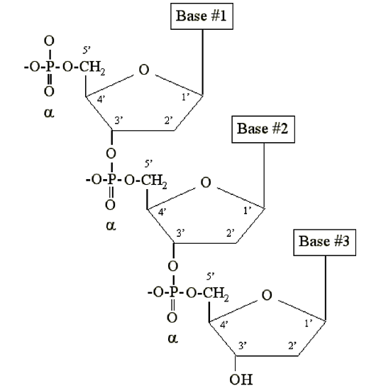 What are Polynucleotides: The Scientific Mechanisms and Clinical Evidence